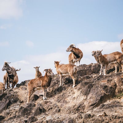 岩場の山羊の群れの写真
