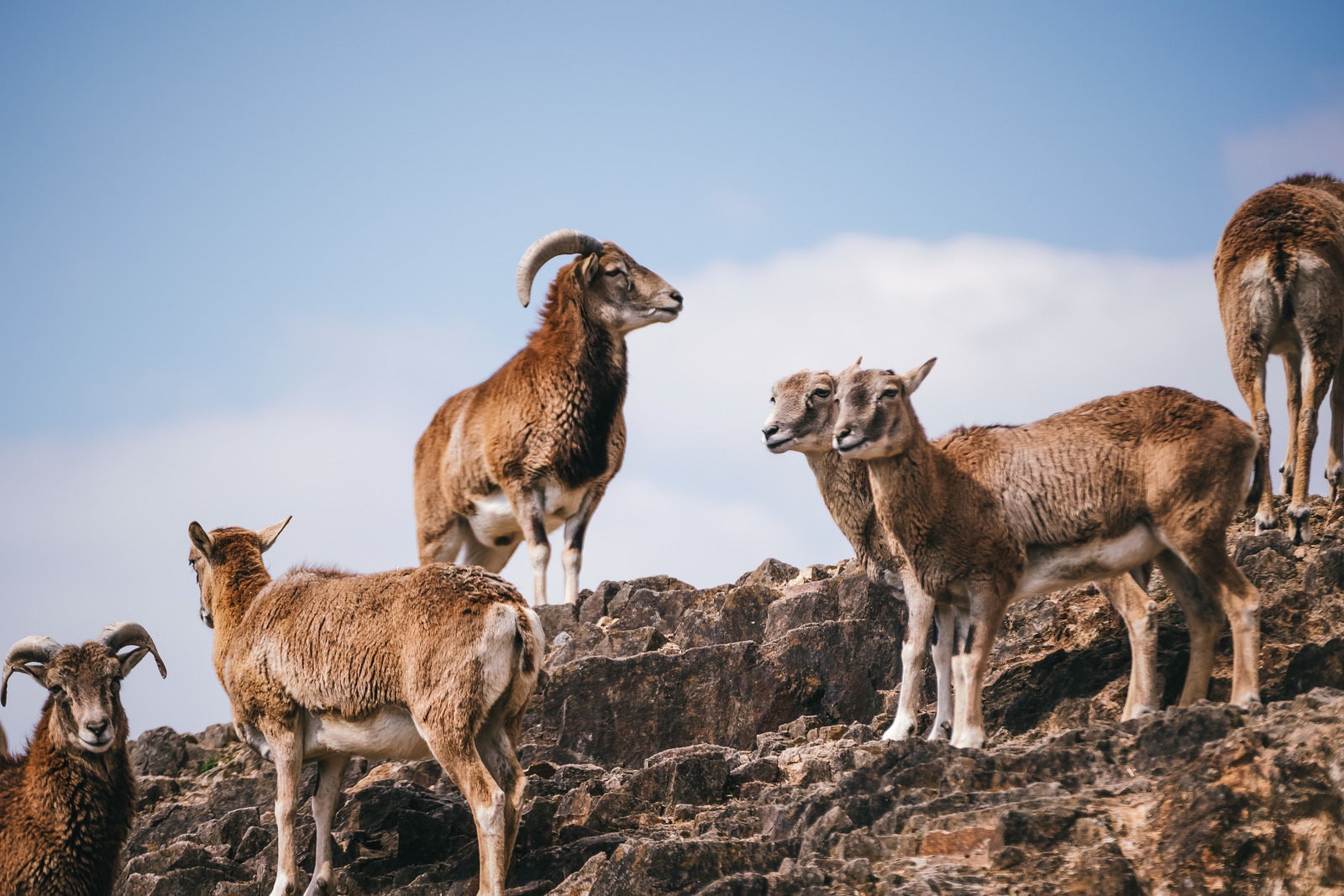 「周囲を見渡す山羊の群れ」の写真