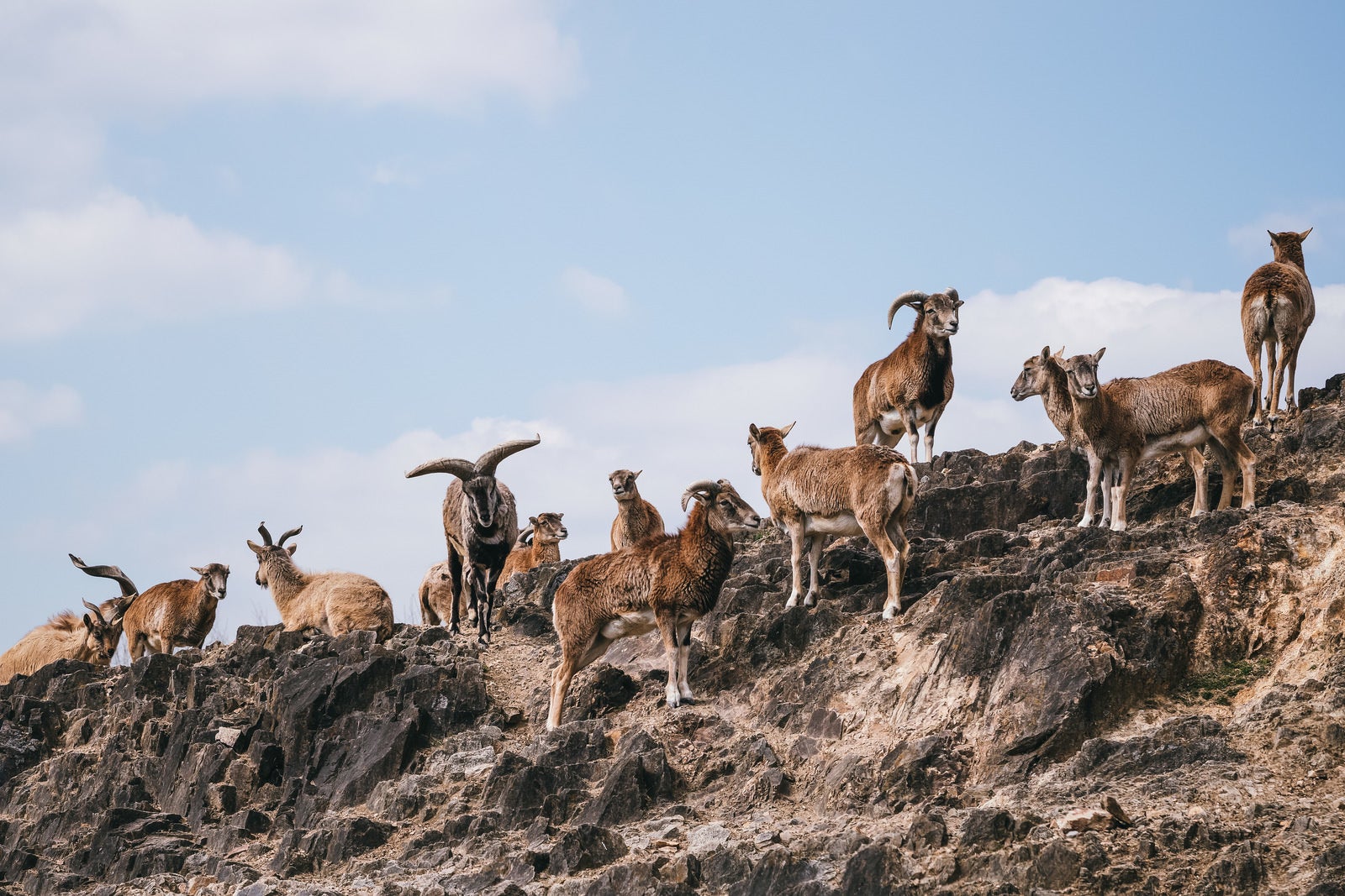 「岩場に群れるヤギ」の写真