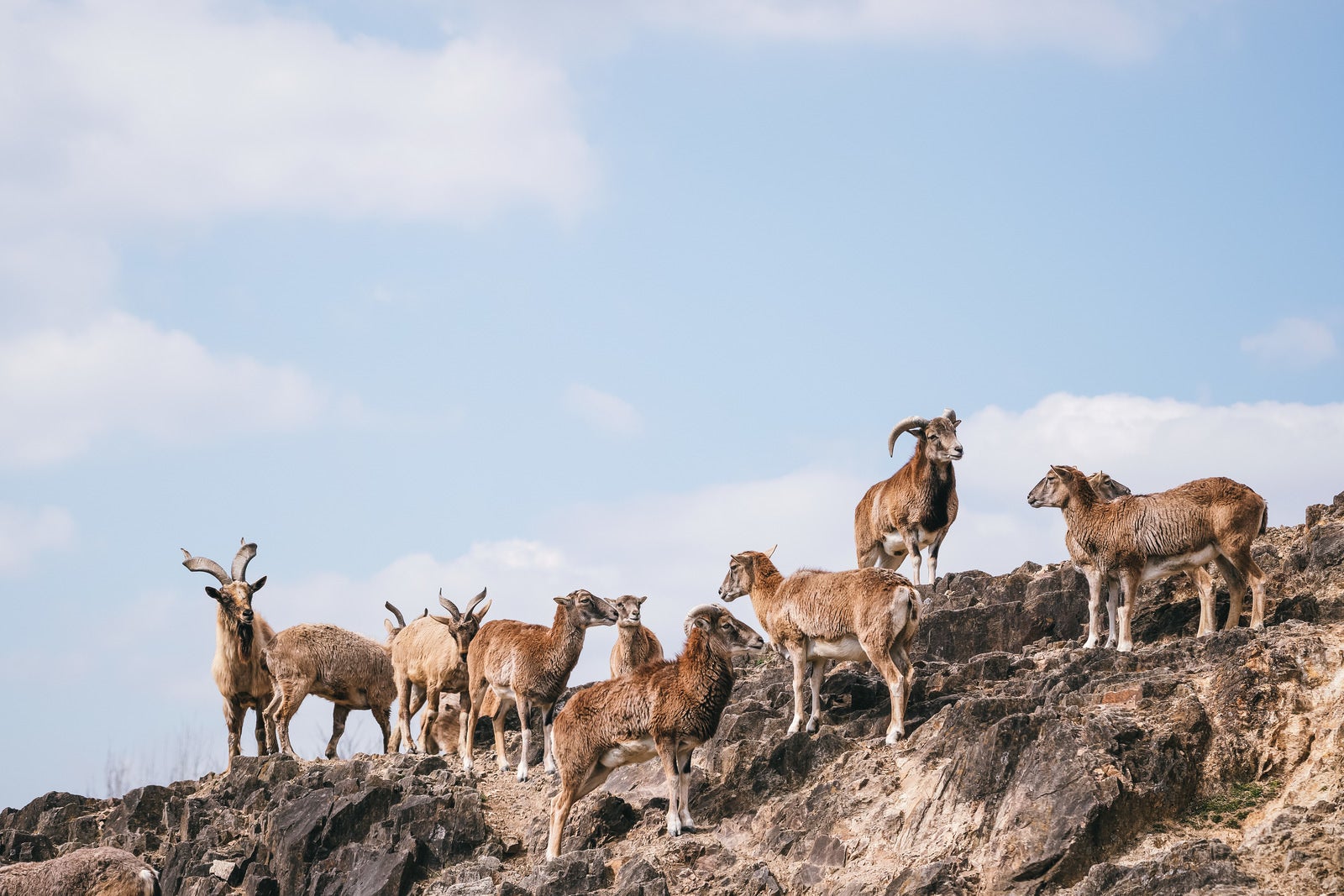 「岩場を徘徊するヤギの群れ」の写真