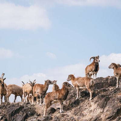 岩場を徘徊するヤギの群れの写真