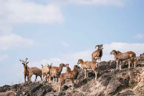 岩場を徘徊するヤギの群れの写真