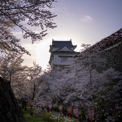 夕暮れの津山城と桜の共演の写真