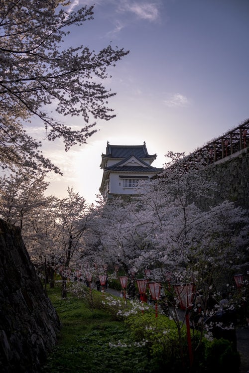 夕暮れの津山城と桜の共演の写真