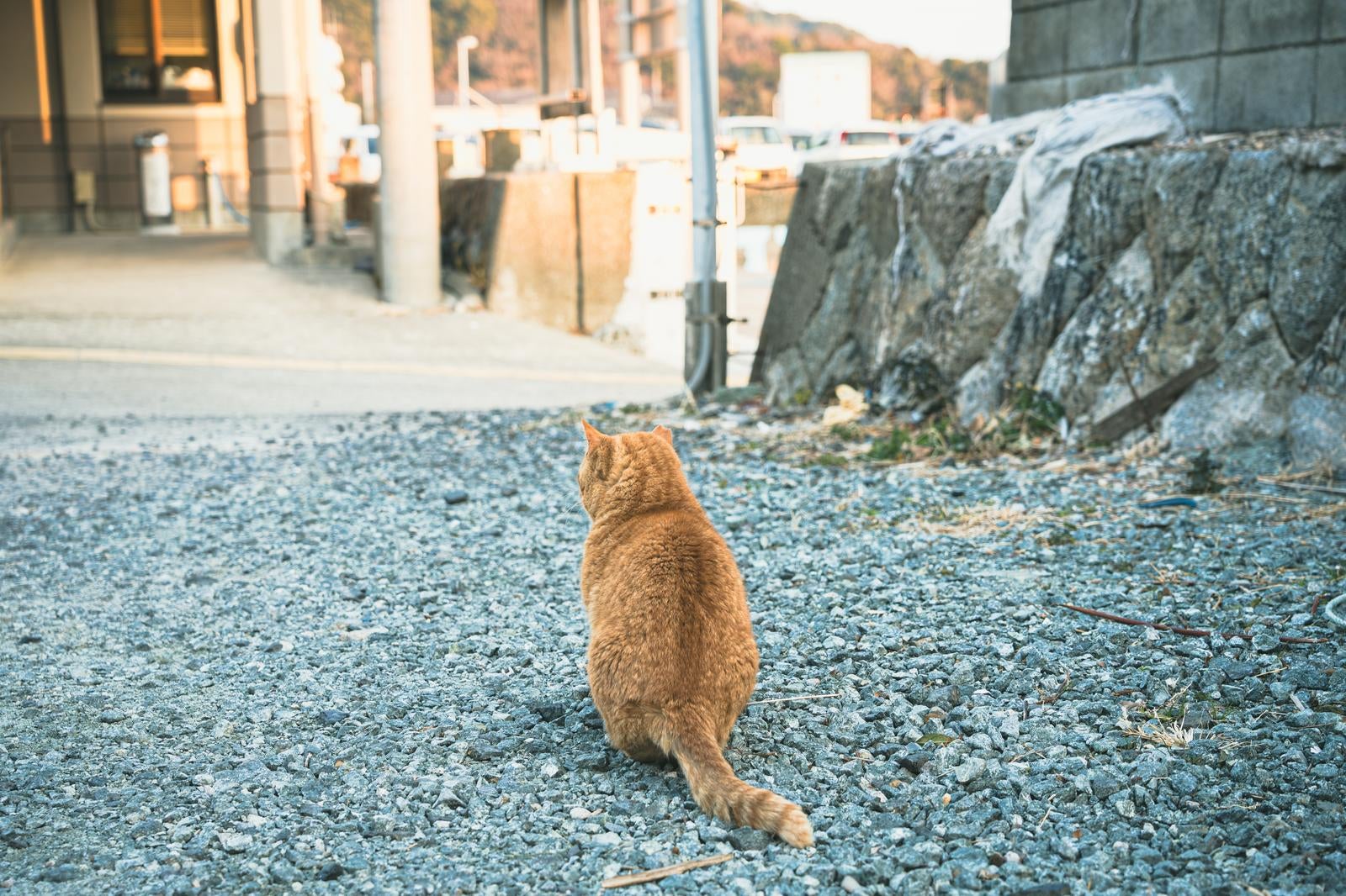 「三重県答志島の発着場にいた猫の後ろ姿」の写真