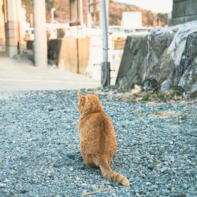 三重県答志島の発着場にいた猫の後ろ姿の素材
