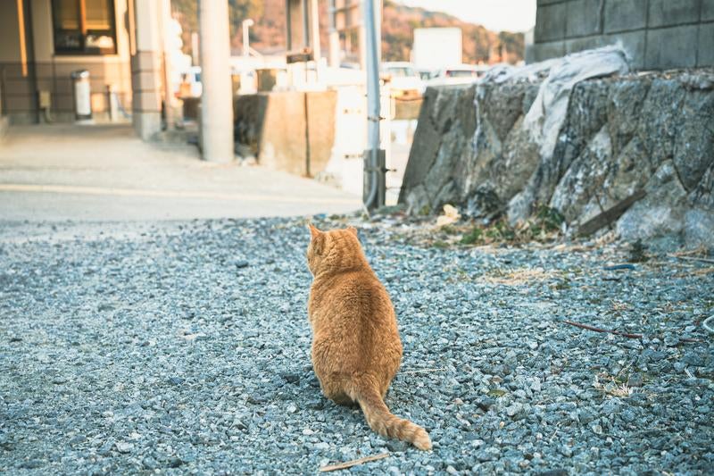 三重県答志島の発着場にいた猫の後ろ姿の写真