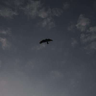 翼を広げて飛ぶ朝焼けのトンビの写真