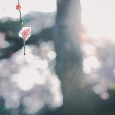 逆光に咲く一輪の梅と玉ボケの写真
