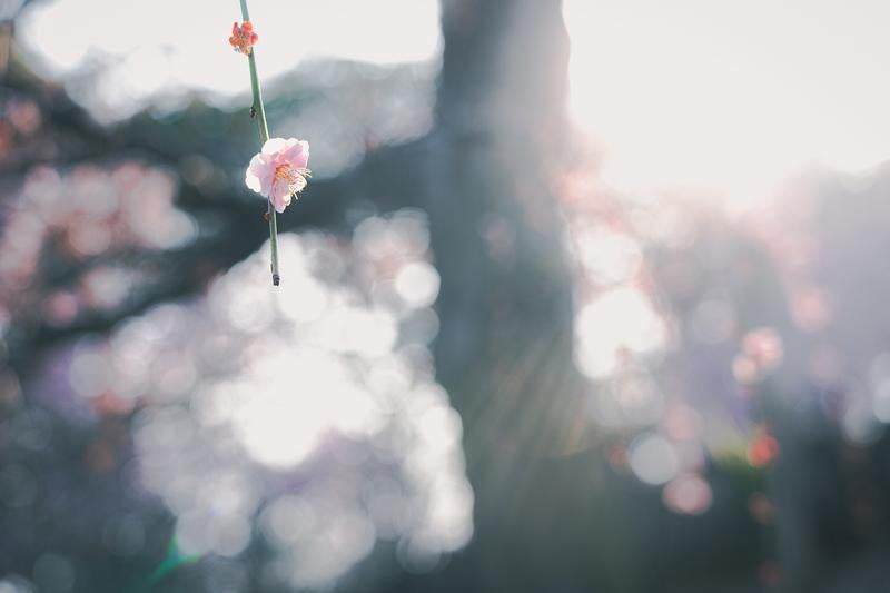 逆光に咲く一輪の梅と玉ボケ