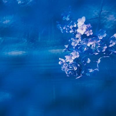 青色に背景がとろける梅の写真