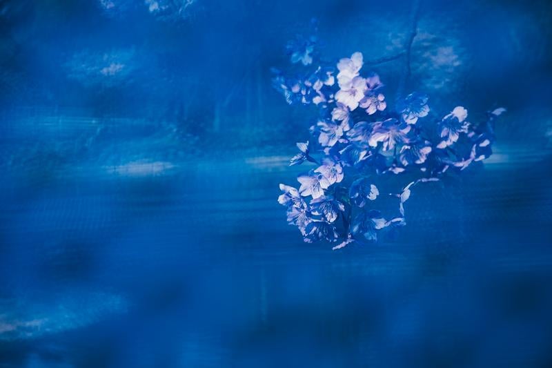 青色に背景がとろける梅の写真