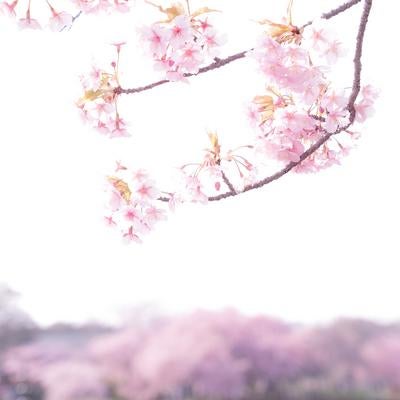 淡い光に包まれた春の花の写真