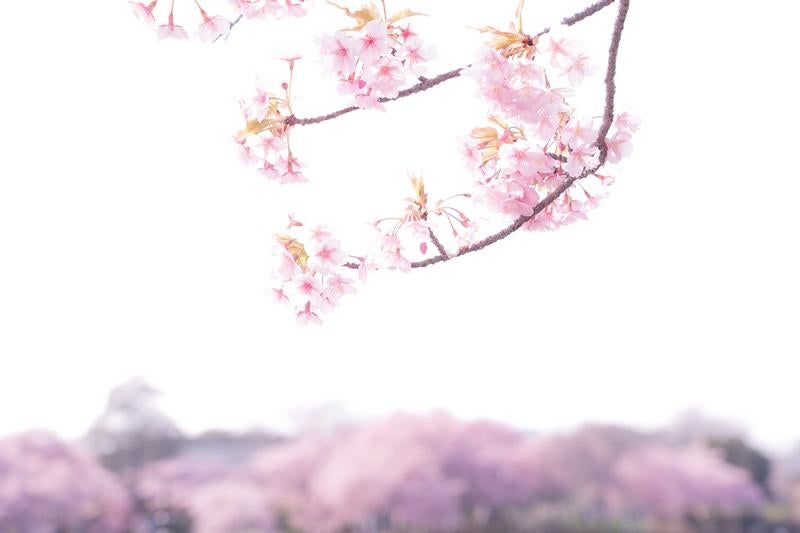 淡い光に包まれた春の花の写真