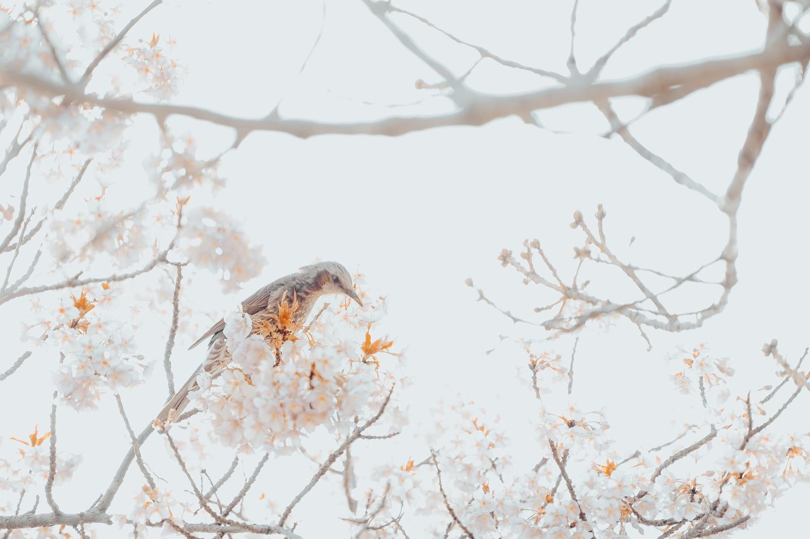 「花の蜜をついばむヒヨドリ」の写真