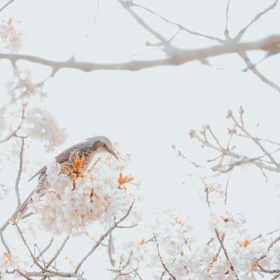 花の蜜をついばむヒヨドリの写真