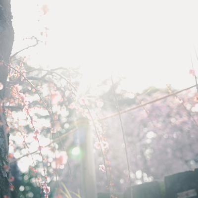 光としだれ梅の織りなすやさしい春の情景の写真