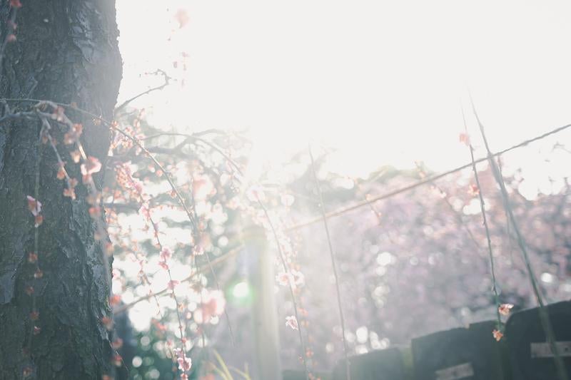 光としだれ梅の織りなすやさしい春の情景の写真