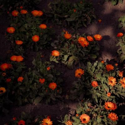 夕暮れの光が差し込む花壇のキンセンカの写真