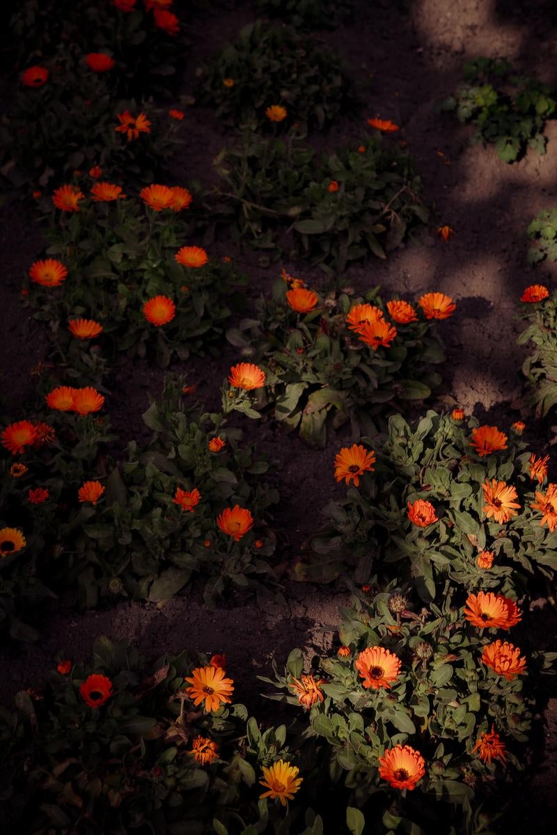夕暮れの光が差し込む花壇のキンセンカの写真