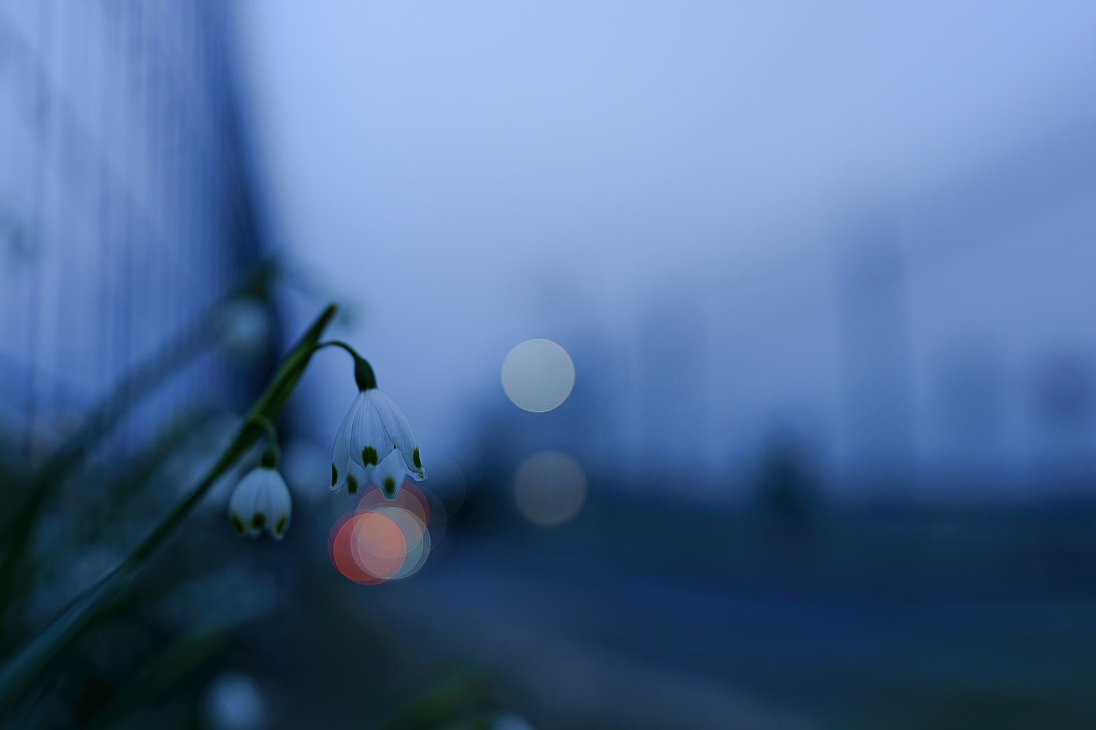 「静寂な夕暮れに咲くスノーフレークの花」の写真