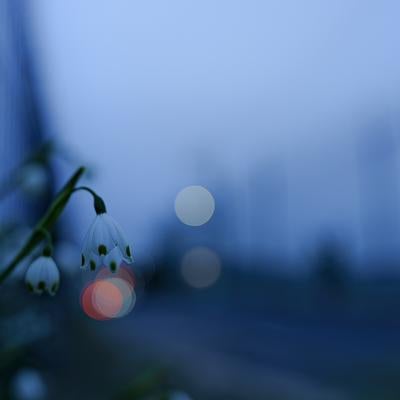 静寂な夕暮れに咲くスノーフレークの花の写真