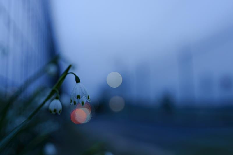 静寂な夕暮れに咲くスノーフレークの花の写真
