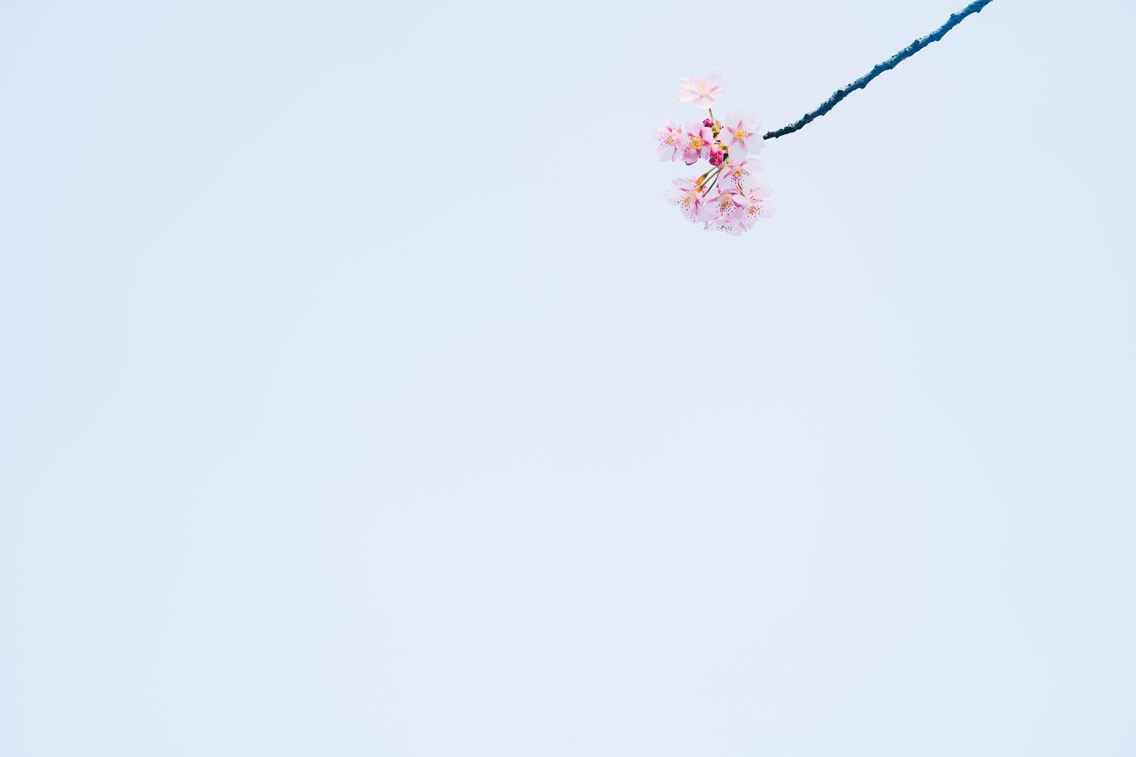 「空に浮かぶ春の花」の写真