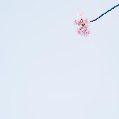 空に浮かぶ春の花の写真