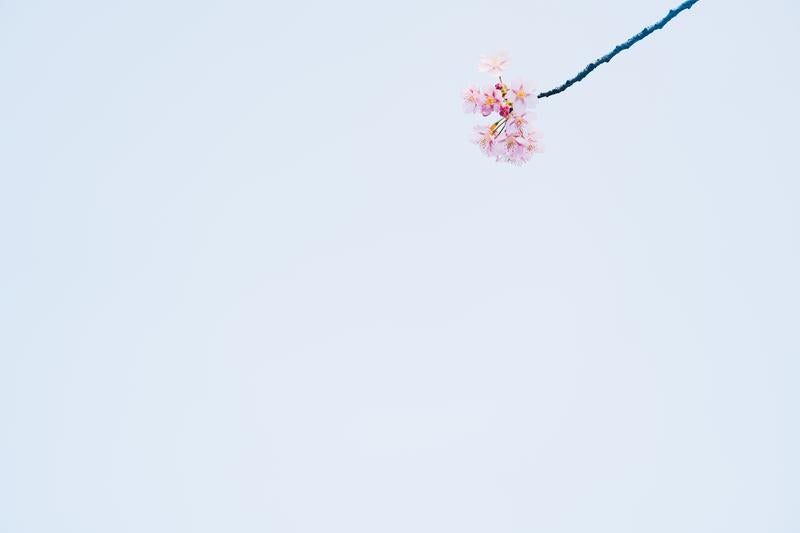 空に浮かぶ春の花の写真