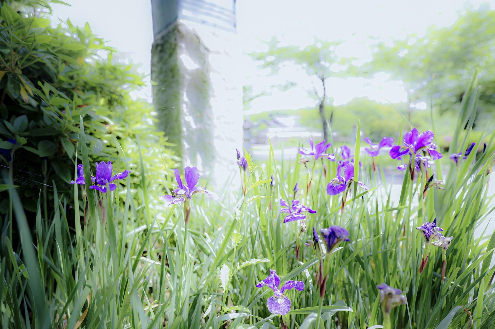 庭先で群生する紫色のアヤメの花と細長い葉