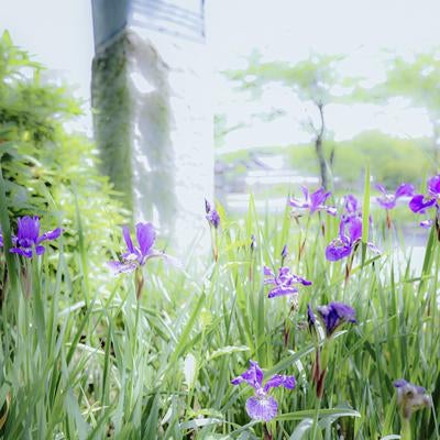庭先で咲く紫色のアヤメの写真