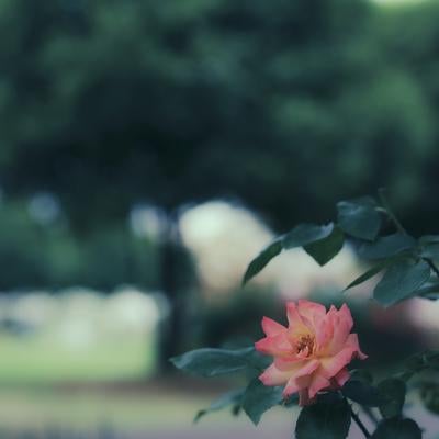 背景の緑と調和するアンネフランクのバラの素材