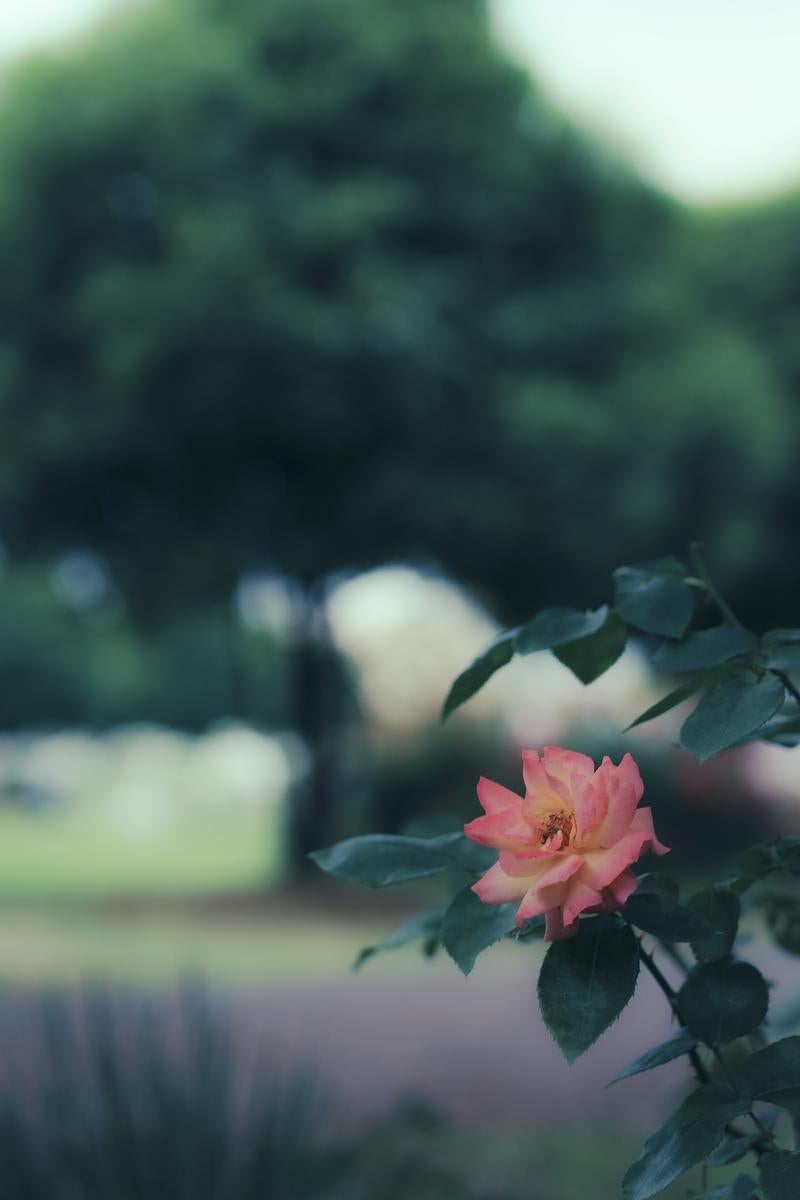 背景の緑と調和するアンネフランクのバラの写真