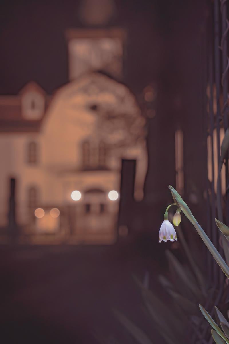 A single white Snowflake flower (Suzuran Suisen) blooming against a Western-style mansion at night with bokeh orb lights
