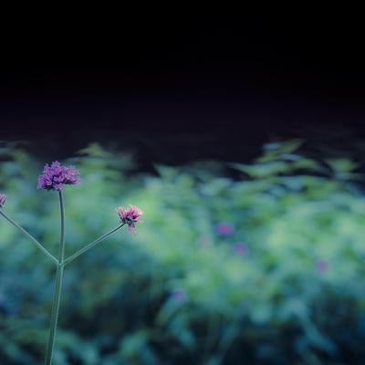 暗闇に浮かび上がるヤグルマギクの写真