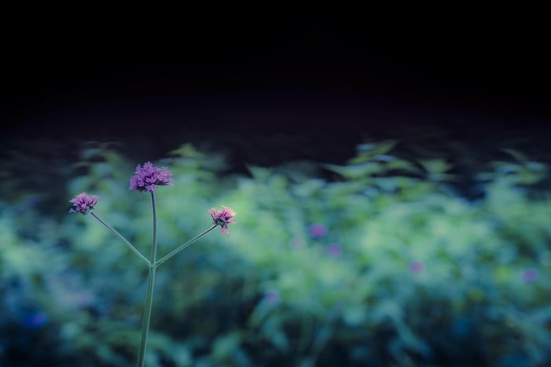 暗闇に浮かび上がるヤグルマギクの写真