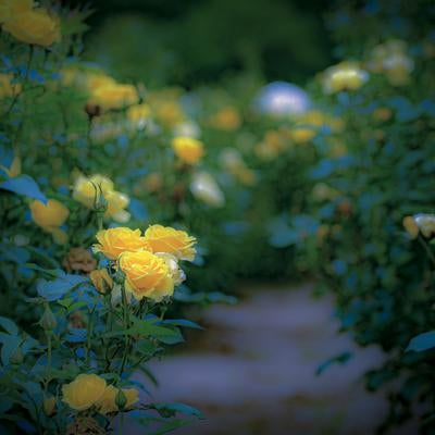 黄色いバラが咲く美しい庭園の小道の写真