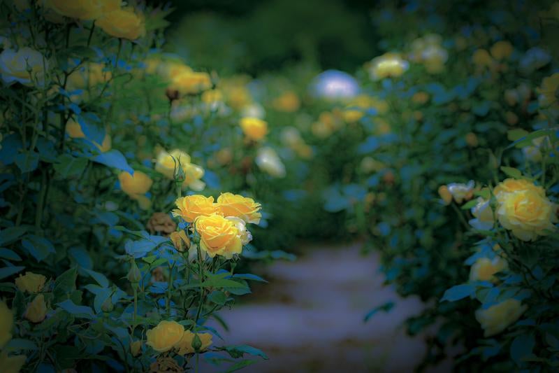 黄色いバラが咲く美しい庭園の小道の写真