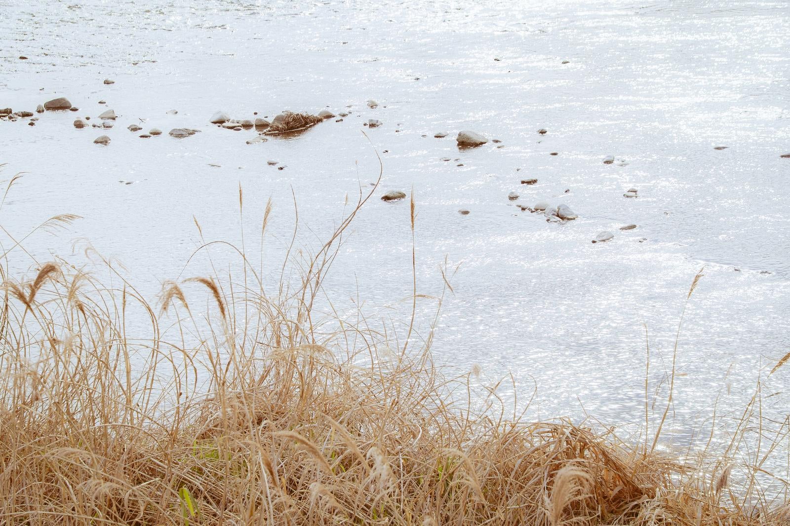 河川敷に生える枯れたススキの穂と石が散らばる冬の水面