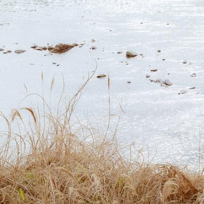 河川敷に生える枯れたススキと石が散らばる冬の水面の写真