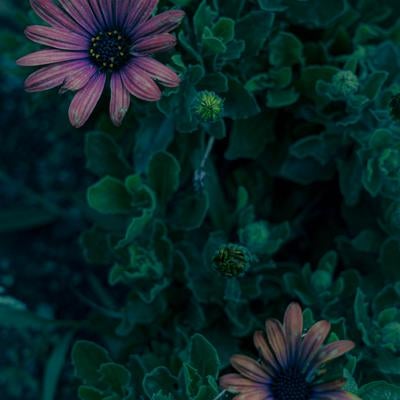 深い緑の葉に囲まれて咲く2輪の赤紫色の花の写真