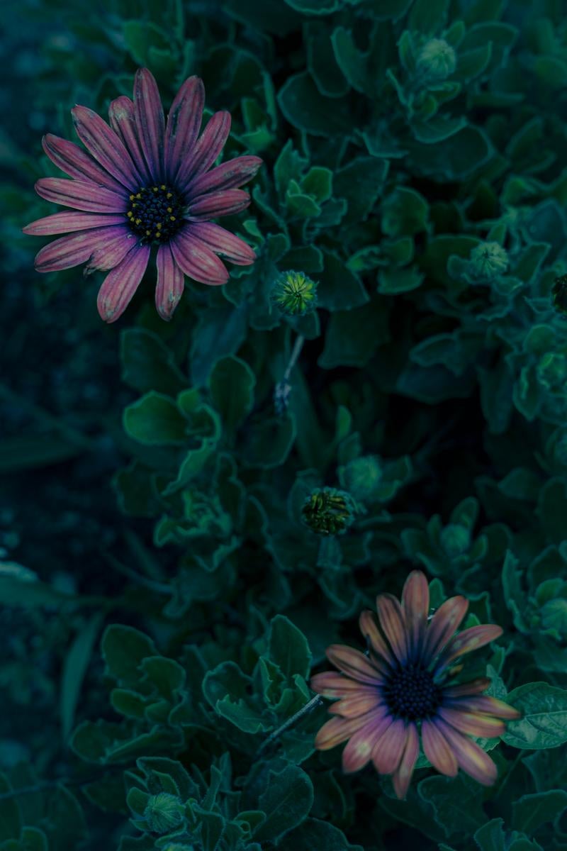 深い緑の葉に囲まれて咲く2輪の赤紫色の花の写真