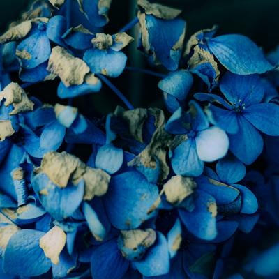 枯れゆく青い紫陽花が語る季節の終わりの写真