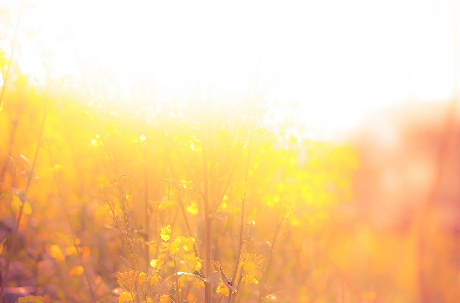 「眩いほどの陽光に包まれた菜の花畑」の写真