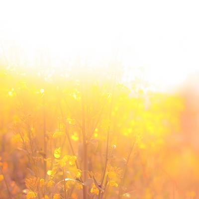 眩いほどの陽光に包まれた菜の花畑の写真