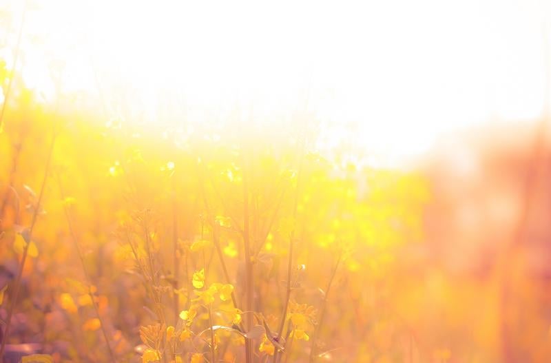 眩いほどの陽光に包まれた菜の花畑の写真