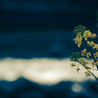 ボケた背景に映える黄色い菜の花の写真