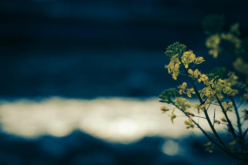 ボケた背景に映える黄色い菜の花の写真