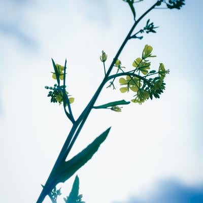 逆光で撮影された菜の花の写真